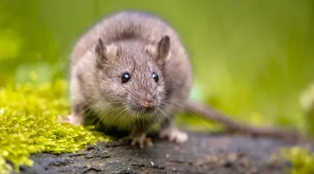 Rotte