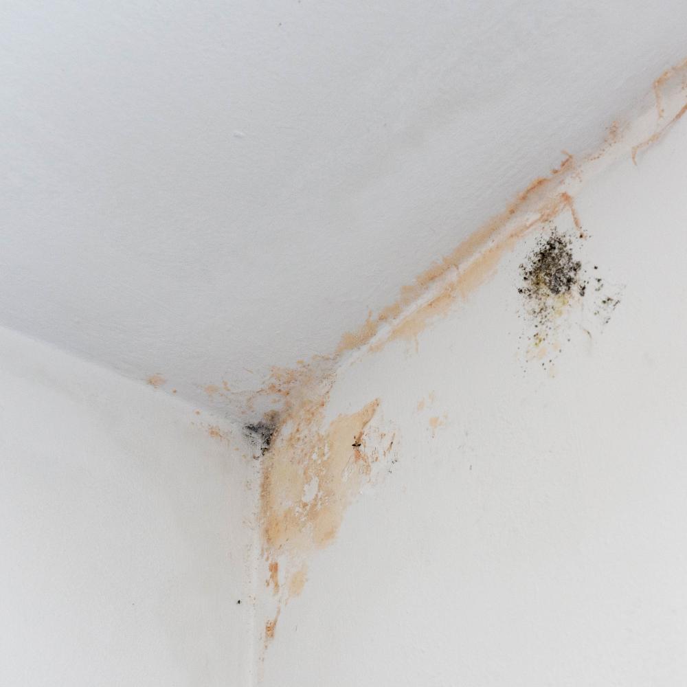 Mold on the wall
