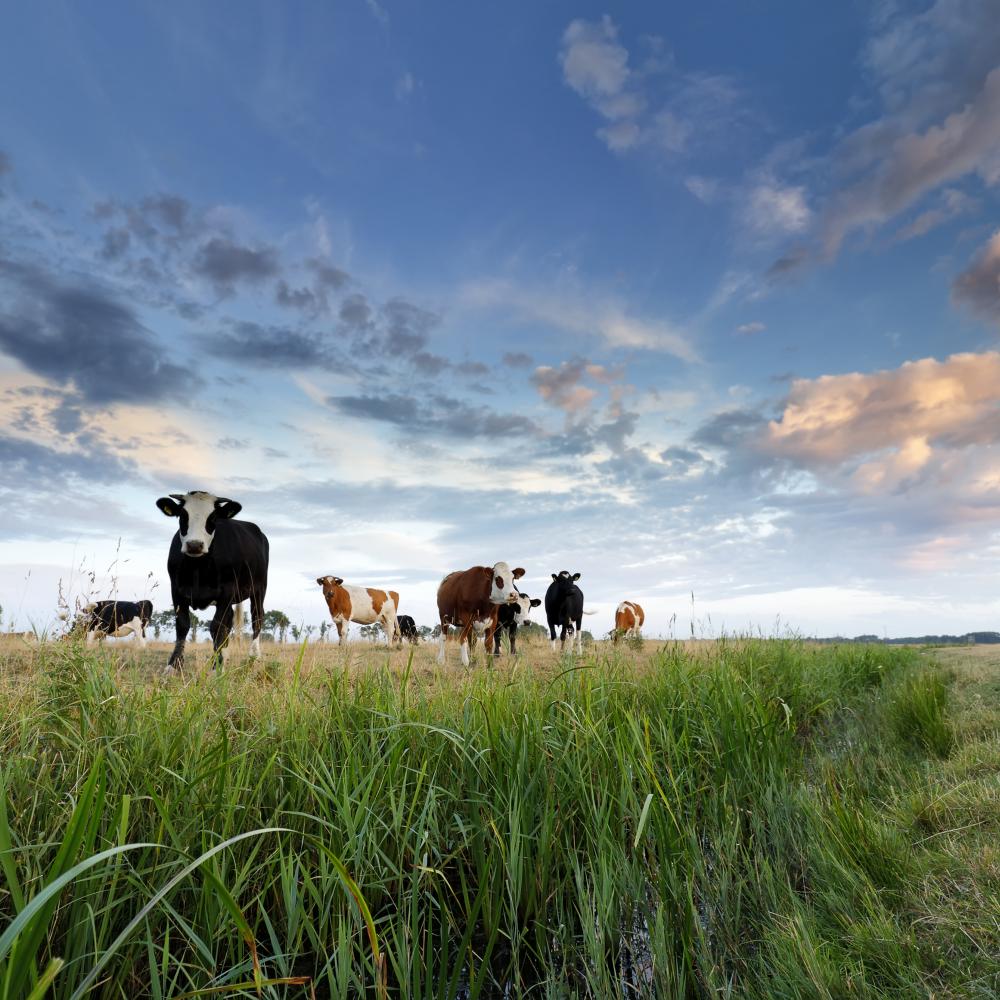 Kühe im Feld